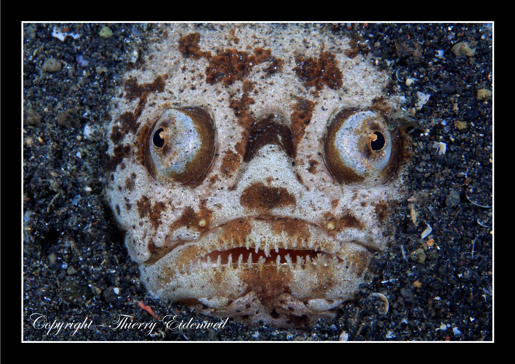 Anilao Macro Dive Media Highlight
